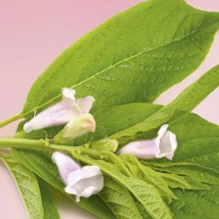 Patrice Mulato Masque protecteur cheveux colorés ou méchés Clearance