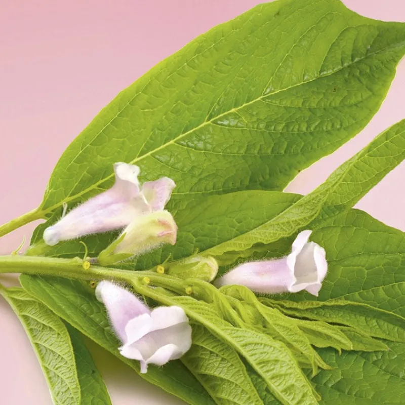 Patrice Mulato Masque protecteur cheveux colorés ou méchés Clearance