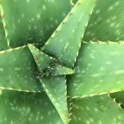 Patrice Mulato Shampooing douceur pour enfant New